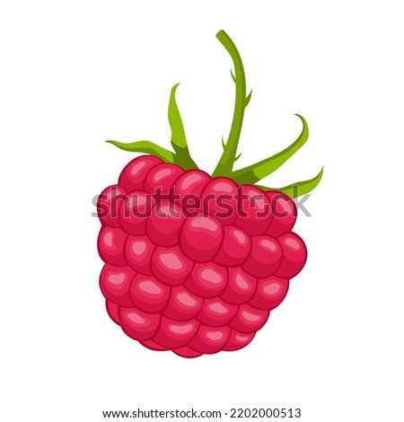 raspberry berry cartoon. red fruit, leaf plant, food fresh, sweet green, dessert ripe, single leaves raspberry berry vector illustration