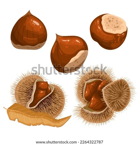 chestnut autumn brown set cartoon. food season, fruit nature, nut snack, fall organic, seed fresh, shell seasonal, vegetarian chestnut autumn brown vector illustration