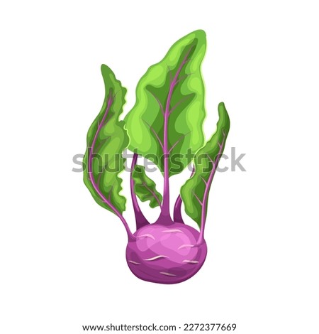 kohlrabi purple cartoon. food vegetable, organic fresh, healthy, raw vegetarian, green harvest, ingredient red kohlrabi purple vector illustration