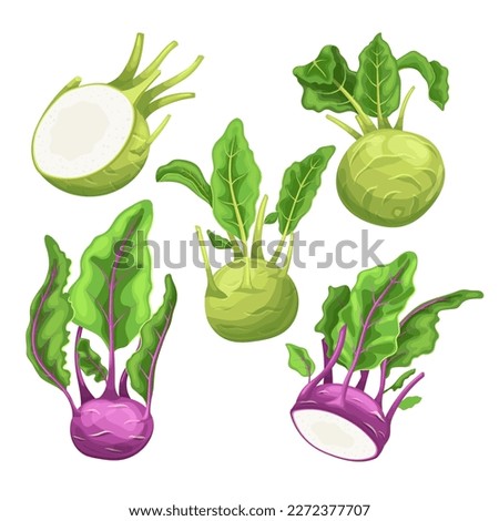 kohlrabi fresh green set cartoon. turnip vegetable, cabbage food, healthy organic, plant raw, nutrition white, summer harvest kohlrabi fresh green vector illustration
