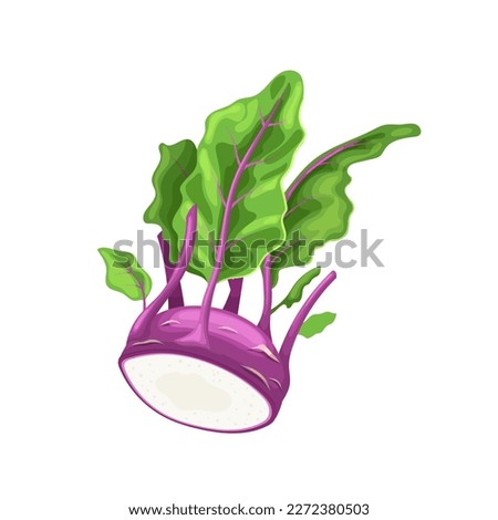 kohlrabi purple cartoon. food vegetable, organic fresh, healthy, raw vegetarian, green harvest, agriculture, red kohlrabi purple vector illustration