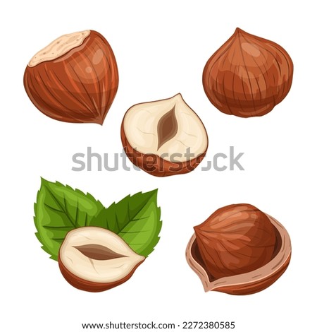 hazelnut food nut set cartoon. healthy white, shell brown, hazel organic, snack whole, filbert fruit, nutrition nutshell, seed hazelnut food nut vector illustration