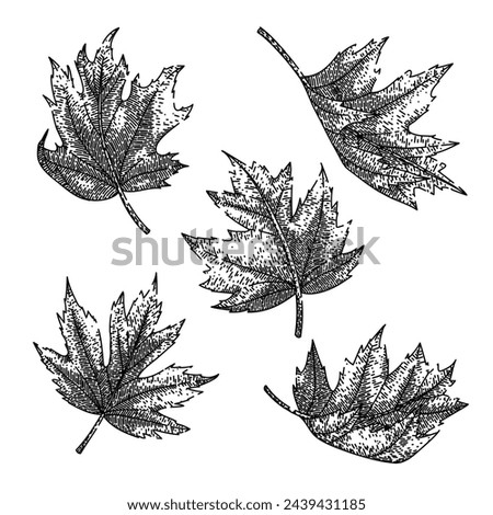 maple leaf set hand drawn. leaves vector, canada canadian, flag red maple leaf vector sketch. isolated black illustration