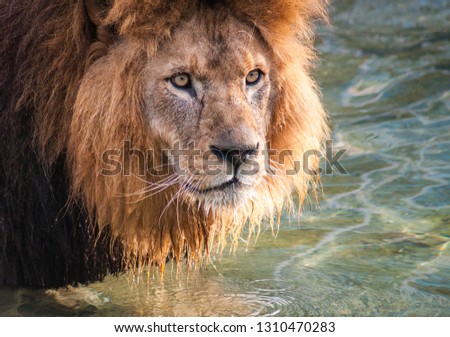 Portrait of a beautiful lion standing in water in a pond with water dripping doen its beard Stockfoto © 