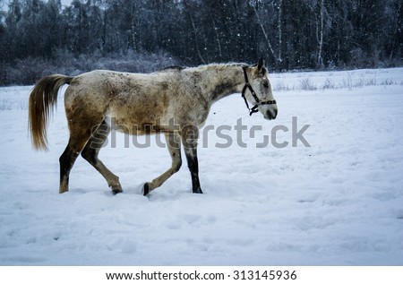 Picture of a horse walking on the snow in Borodino, Russia