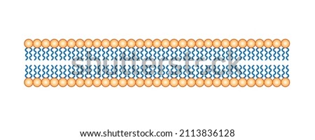 Scientific Designing Of Phospholipid Bilayer Structure. The Cell Membrane Structure. Vector Illustration. Foto stock © 