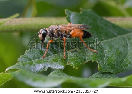 Similar – Image, Stock Photo wasps Wasps Insect Pierce