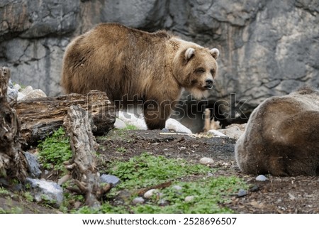 Similar – Foto Bild Grizzlybär auf dem Weg durch den Wald