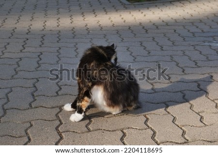 The cat licks itself while sitting on the path. Stock foto © 