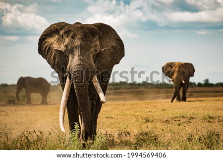 Big tusker elephant that wonders across african savanna plains of the Kruger NP 商業照片 © 