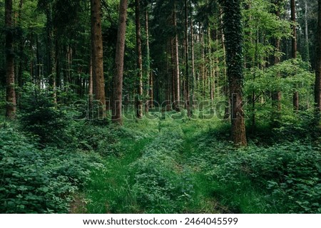 Similar – Foto Bild Der deutsche Wald