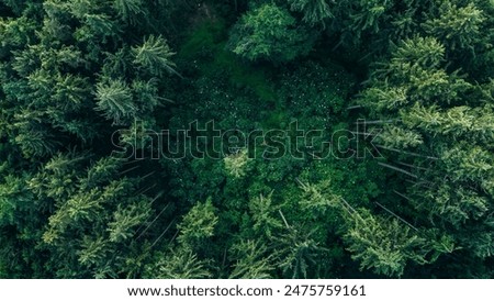 Similar – Image, Stock Photo Magnificent view the coniferous forest on the mighty Carpathians Mountains and beautiful cloudy sky background. Beauty of wild virgin Ukrainian nature, Europe. Popular tourist attraction.