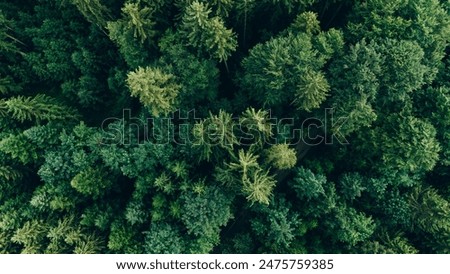 Similar – Image, Stock Photo View of the pine forest in the mountains in the evening