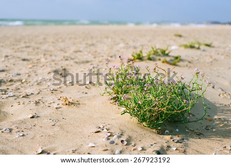 Vacation by the sea. Sandy coast and bush flowers. The best way to relax is to go to the sea.