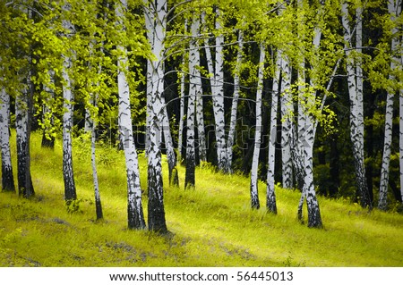 beautiful scene of birch grove