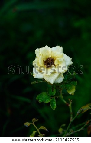 Similar – Image, Stock Photo Alpine roses in front of the Dachstein mountains and the Ennstal