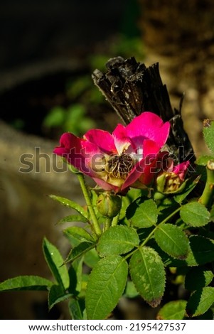 Similar – Image, Stock Photo Alpine roses in front of the Dachstein mountains and the Ennstal
