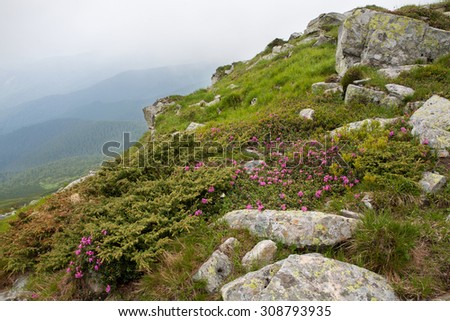 Black mountain slopes covered Carpathian rhododendron blooming