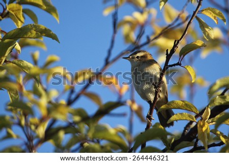 Sedge warbler, Acrocephalus schoenobaenus