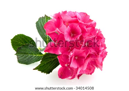 Pink hortensia, hydrangea isolated on white background
