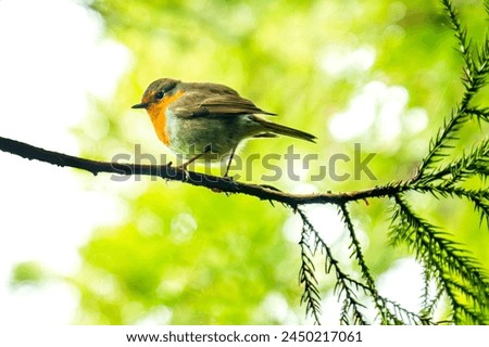 Similar – Image, Stock Photo Robin in the Azores