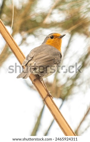 Image, Stock Photo Robin in the Azores