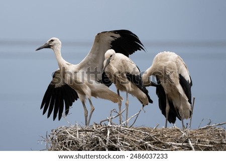 Similar – Image, Stock Photo Three storks Storks three