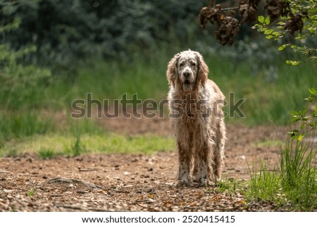 Similar – Image, Stock Photo Cute English Setter in countryside
