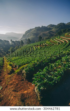 Fresh organic strawberry plant at mountain in morning time