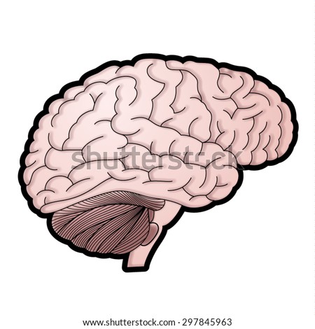 Human Brain Vector Illustration - 297845963 : Shutterstock