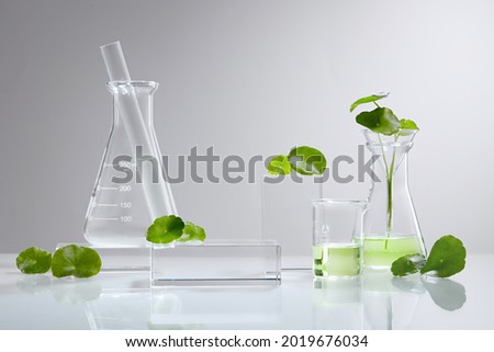 White Background Centella asiatica (gotu) for Biological experiment presentation Centella asiatica leaves and green water in biological test tubes. Production of cosmetics based on Centella asiatica .