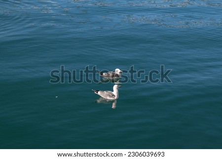Similar – Image, Stock Photo two seagulls swimming in the fog on a quiet morning on the waveless, calm Weser river
