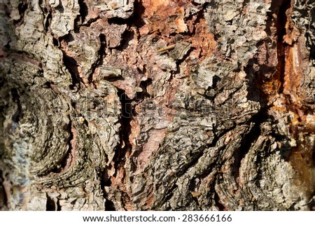 Spruce bark texture