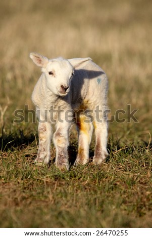 young lamb stands alone in a field