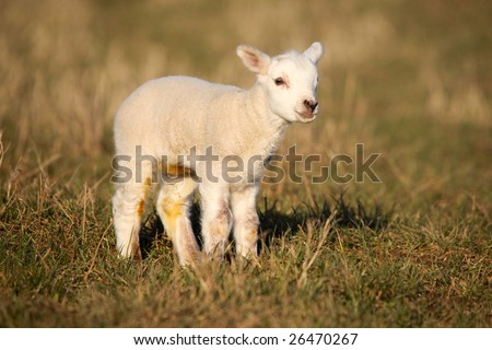 young lamb stands still in the evening light