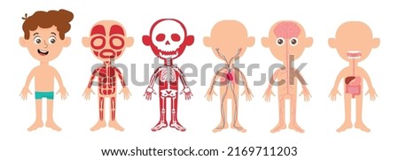My body, educational anatomy body organ chart for kids. Cute cartoon little boy and his bodily systems: muscular, skeletal, circulatory, nervous and digestive. Isolated infographic clip art.