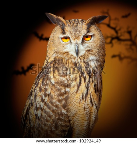 Bubo bubo eagle owl night bird in halloween bat orange background [ photo-illustration]