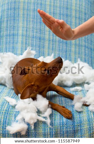 dog naughty puppy being punished after biting a pillow brown mini pinscher