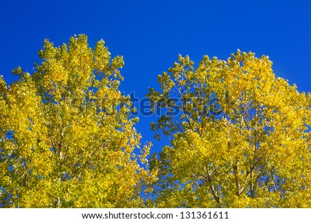 Yellow poplar tree leaves detail on blue sky background