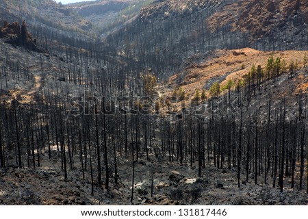 Similar – Foto Bild Nach dem Waldbrand