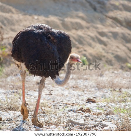 ostrich bird walking with head and neck down in the park