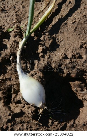 Agriculture in Spain, onion fields in sunny day. Detail of reaped onion over floor