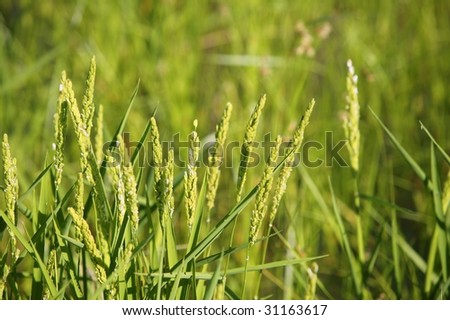Rice cereal green fields in Spain on sunny day