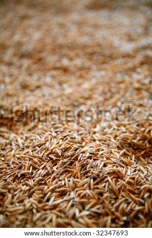 Oat cereal grain texture with selective focus