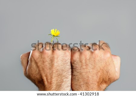 Concept and contrast of hairy man hand and spring flower fragility