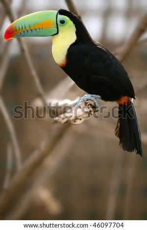 Kee billed Toucan Ramphastos sulfuratus colorful Tucan bird