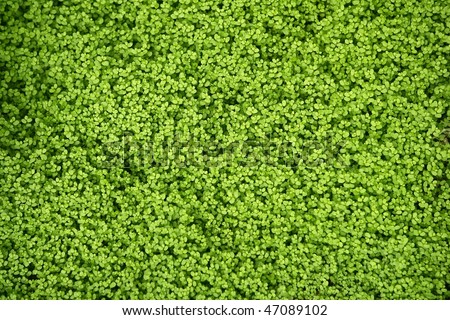 Angel Tears Grass Plant, Soleirolia Soleirolii, Urticaceae Stock Photo ...