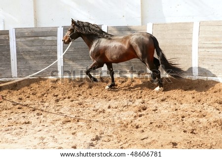 Dressage horse in round arenas with rope, running