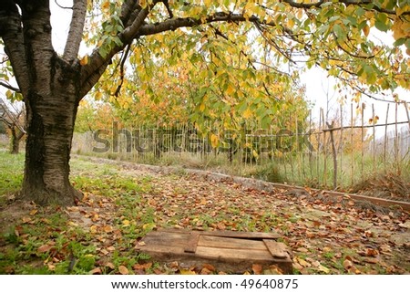 Autumn fall cherry tree with yellow leaves falling