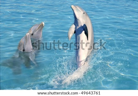 dolphin show in caribbean tuRquoise water swimming standing [Photo Illustration]